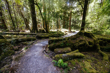 Obraz premium Franklin River Nature Trail in Tasmania Australia