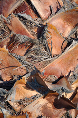 Close-up of a textured palm tree trunk with interwoven dried fronds and rough bark patterns. The intricate details highlight natural textures, perfect for themes of nature, growth, and resilience.