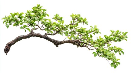 Beautiful tree branch with green leaves on a white background
