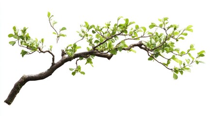 Obraz premium Beautiful tree branch with green leaves on a white background