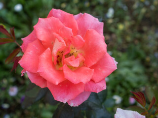 pink rose in the garden