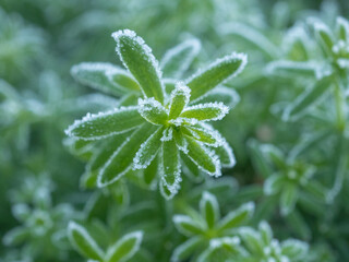 green plants on a cold morning closeup