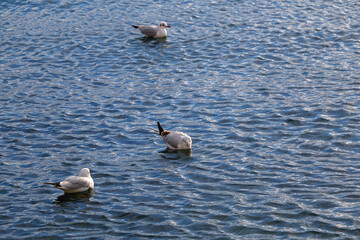 Flock of seagulls on the beach.