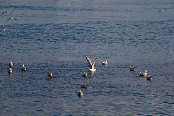 Flock of seagulls on the beach.