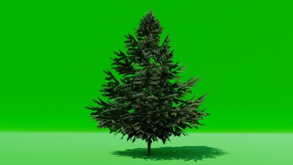 Pine tree on green screen background. Tree isolated. Trees isolated on a green screen background, tropical trees isolated for design, advertising and architecture.	