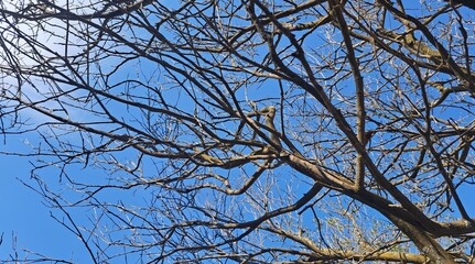 Leafless tree branches  with serene blue sky as background 