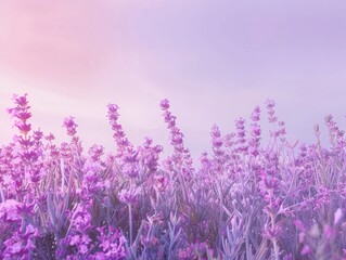 Fototapeta premium Aromatic dreamscape, Lavender field bathed in soft ethereal light