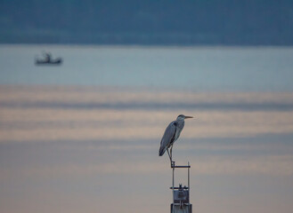 wild water bird heron standing by the lake and hunting for fish. in the blurred background there is a sailing boat with a fisherman fishing on the water