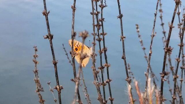A delicate common buckeye butterfly with a prominent eyespot clinging to a withered plant stem by a tranquil lake