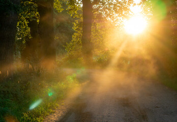 Obraz premium beautiful avenue of old oaks and other deciduous trees at the entrance to the village. sun rays shining through the trees. park landscape in summer. warm sun rays of sunset.