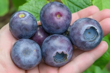 Obraz premium Highbush Blueberry. Hand Picking Fresh Blueberries from Northern Blueberry Bush