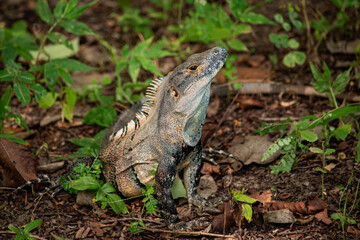 An Iguana on the ground in the forest near Playa Matapalo in Guanacaste, Costa Rica