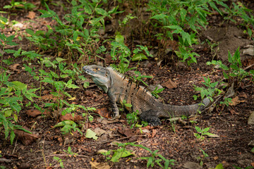 An Iguana on the ground in the forest near Playa Matapalo in Guanacaste, Costa Rica