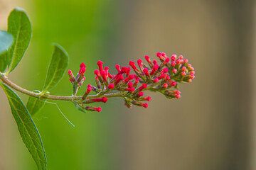 buddleia davida garden shrub while flowering in the garden, a shrub with a beautiful scent and beautiful small flowers on a macro scale.