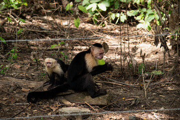 White headed Capuchin Monkeys in a forest in Guanacaste, Costa Rica.