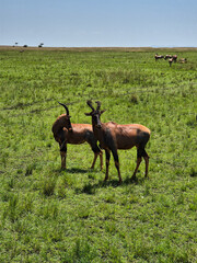 antelope in the savannah