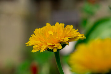 marigold flower blooming in the garden.