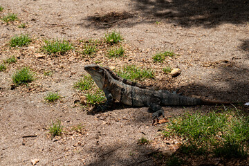 An Iguana on the ground in the forest near Playa Matapalo in Guanacaste, Costa Rica