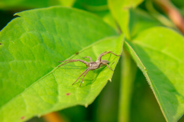 spider sitting on a green leaf in the garden