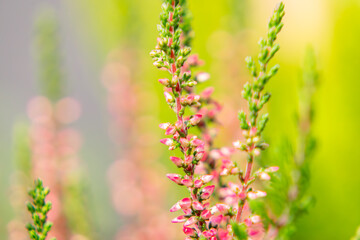 green and pink heather flowers on a blurry abstract background. forest bushes, summer-autumn season