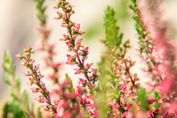 green and pink heather flowers on a blurry abstract background. forest bushes, summer-autumn season