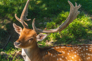 wild animal fallow deer standing on a green meadow near the forest. an animal with large antlers in natural conditions.