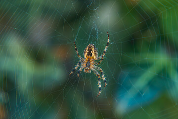 large spider sitting on a spider web and hunting for insects in the garden in the summer morning