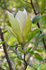 Yellow magnolia ' Limelight' blooming tree branch with flower and  fresh green young leaves. Closeup photo outdoors. Gardening ,growing magnolia tree concept. Free copy space.