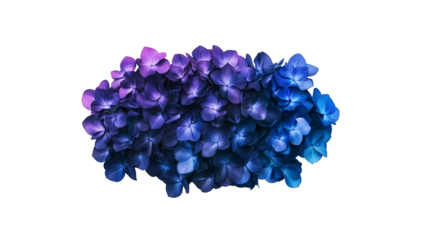 Futuristic Hydrangea Cluster with Individual Metallic Florets, Each Glowing Faintly in Pastel Blue and Purple Tones, Displayed from Multiple Perspectives on a Transparent Background, Generated AI

