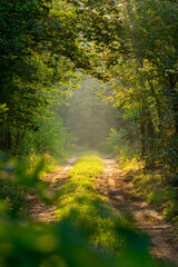 dirt road in the forest among beautiful green trees with sunlight shining through at sunrise. mixed coniferous and deciduous forest. rising sun. forest landscape in the morning.