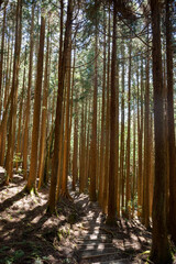 Obraz premium Serene Forest Trail Surrounded by Tall Cedar Trees