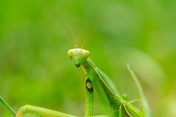 macro scale green mantis sitting in the grass. a beautiful predatory insect in nature. close-up of the head of an alien-like insect.