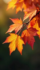 Fototapeta premium Vibrant autumn leaves sway gently on a branch , bright fall, autumn, nature photography