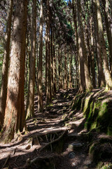 Mossy Forest Path with Exposed Tree Roots in a Dense Woodland