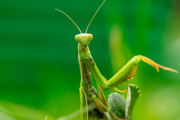 macro scale green mantis sitting in the grass. a beautiful predatory insect in nature. close-up of the head of an alien-like insect.