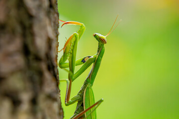 macro scale green mantis sitting in the grass. a beautiful predatory insect in nature. close-up of the head of an alien-like insect.