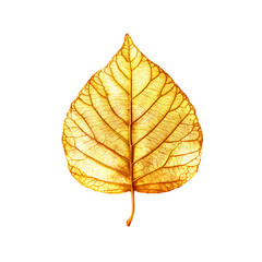 Obraz premium A Golden leaf with intricate veins on isolated transparent background png