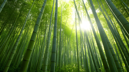 Fototapeta premium bamboo pathway surrounded by tall bamboo trees, with rays of sunlight shining through the bamboo leaves and casting a serene glow on the path 