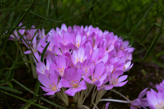 Crocus background Autumn crocus meadow saffron naked lady