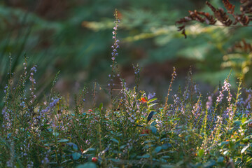 green grass in the morning