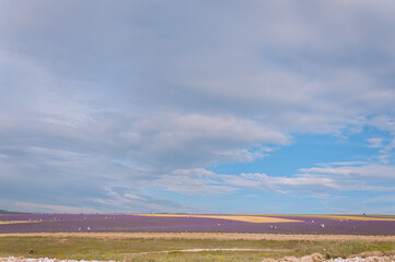 Obraz premium The lavender and wheat fields under the cloudy sky