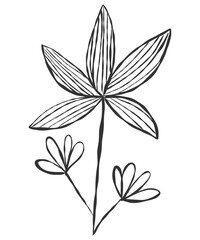 tiny wild flowers and plants line art botanical illustrations. Trendy greenery hand draw lines black ink sketches. vector illustration