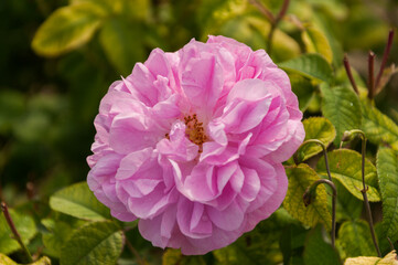 Obraz premium Close up of a pink rose on the green background