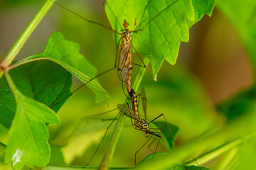sexual intercourse of insects, worms. two insects breeding on a green leaf in the garden