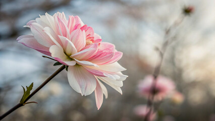 Fototapeta premium Close-up of a beautiful pink and white lotus flower.