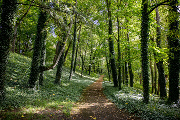 Fototapeta premium forest path between trees in summer. beautiful background.