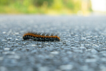 caterpillar walking on the sidewalk in macro scale