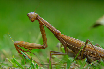 brown mantis in autumn and summer season sitting on green grass in macro scale. large interesting colored insect in the garden
