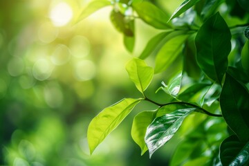 Nature of green leaf in garden at summer. Natural green leaves plants using as spring background. High definition photo