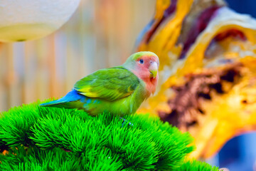 Beautiful green parrots on an artificial conifer branch